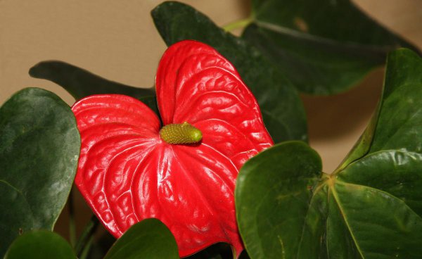 红掌花怎么养才会茂盛