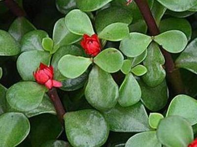 金枝玉叶花怎么养才能养好