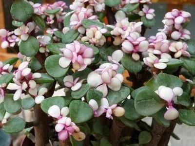 金枝玉叶花怎么养才能养好