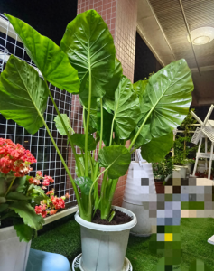 净化空气的树种有哪些 盘点十大净化空气植物
