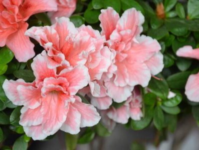 杜鹃花有什么寓意 简述杜鹃花的象征意义