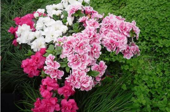 杜鹃花有什么寓意