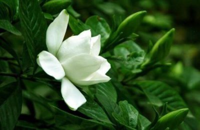 栀子花什么时候开花 关于栀子花最佳观赏季节