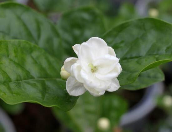 栀子花什么时候开花