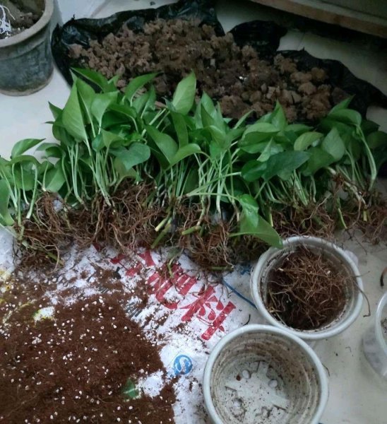 喜水不怕涝的植物有哪些