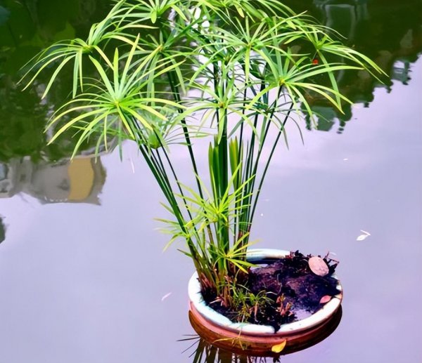 喜水不怕涝的植物有哪些