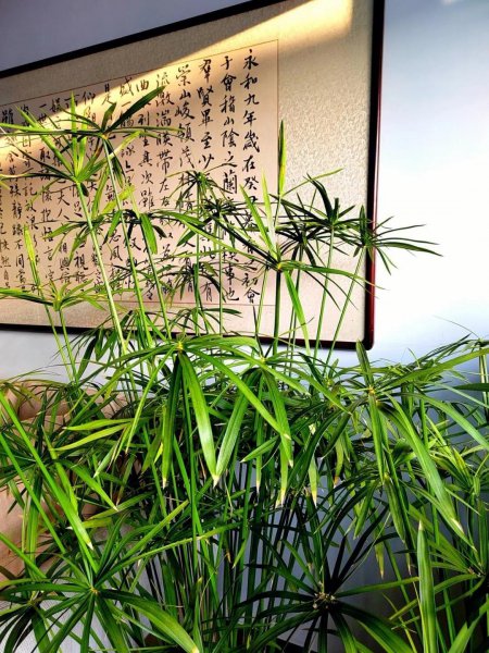 喜水不怕涝的植物有哪些