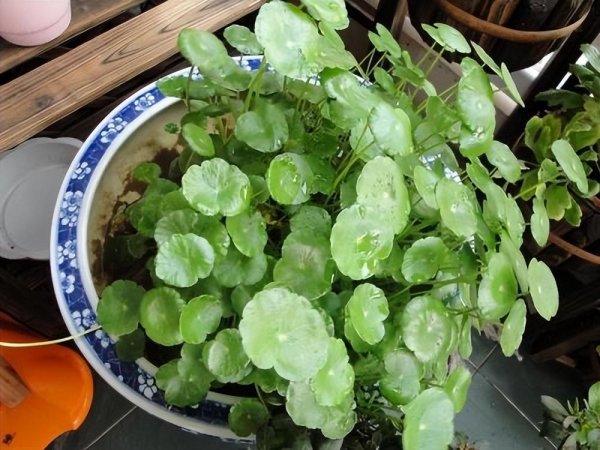 喜水不怕涝的植物有哪些