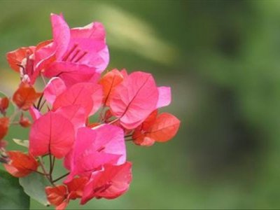 叶子花怎么养才开花多 叶子花的养殖方法和注意事项