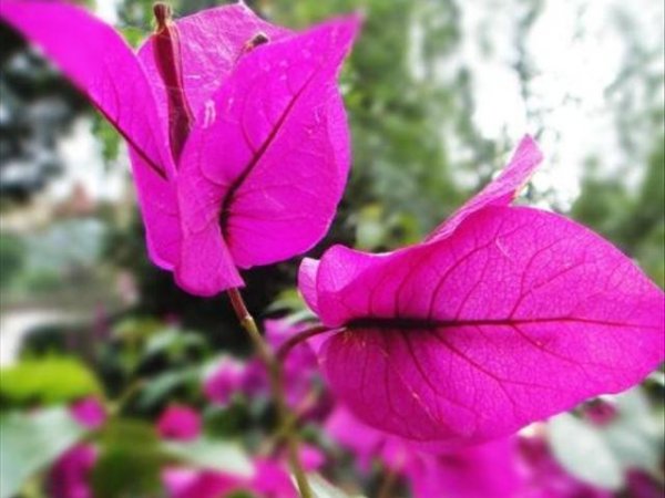 叶子花怎么养才开花多