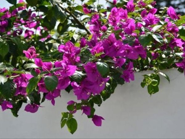 叶子花怎么养才开花多