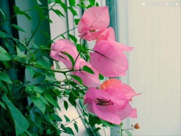 叶子花怎么养才开花多