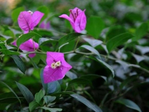 叶子花怎么养才开花多