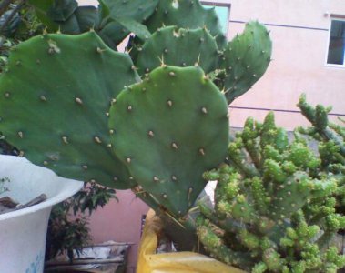 仙人掌科的植物有哪些 仙人掌科植物品种大全