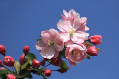 海棠花花期有多长时间 海棠花的花期养护知识