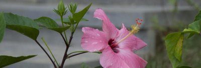 朱槿花的寓意是什么 了解朱槿花的花语和象征