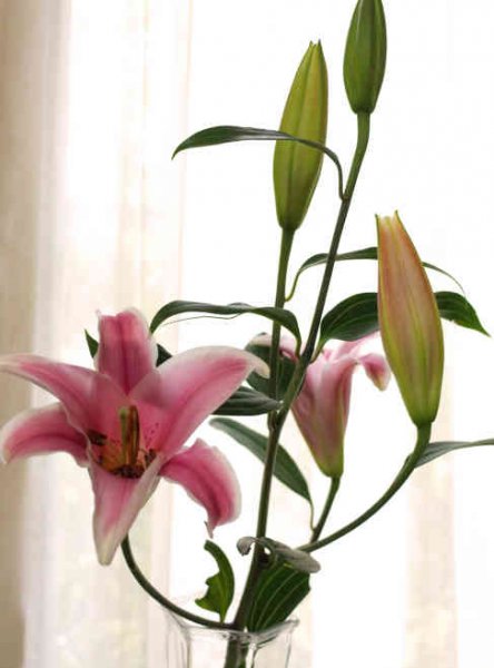 百合怎么水养才旺盛
