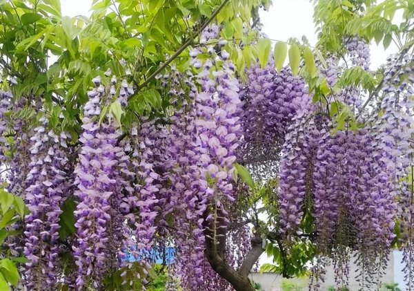 紫藤什么时候开花