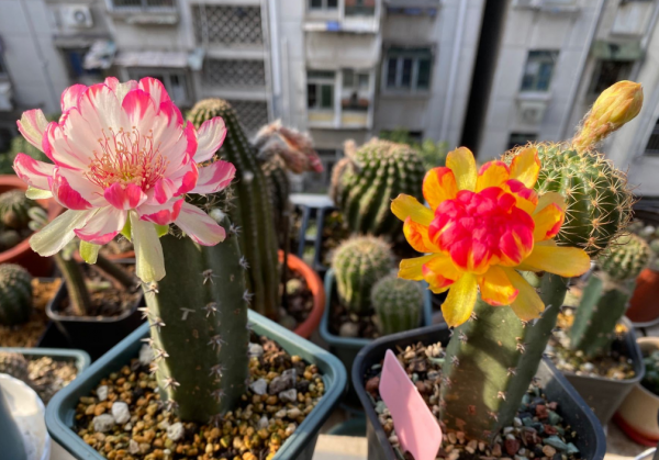 新手养什么花好