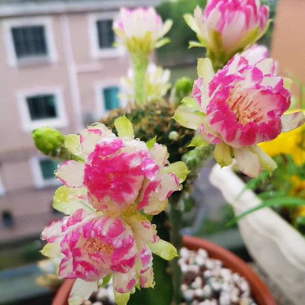 新手养什么花好
