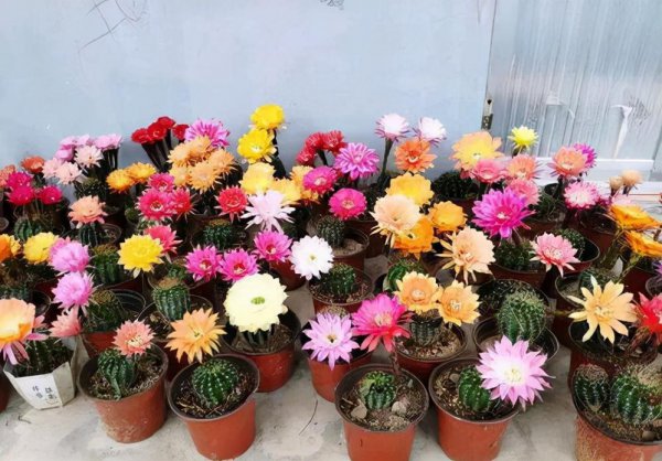 新手养什么花好