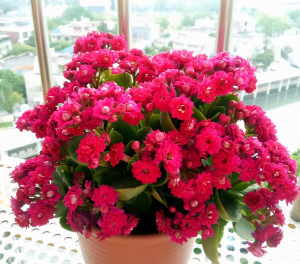 新手养什么花好