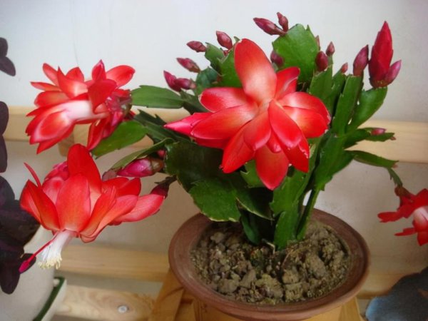 新手养什么花好