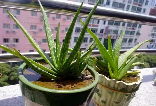 新手养什么花好