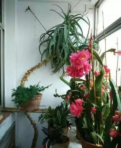 新手养什么花好