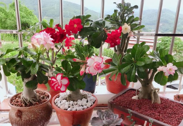 新手养什么花好