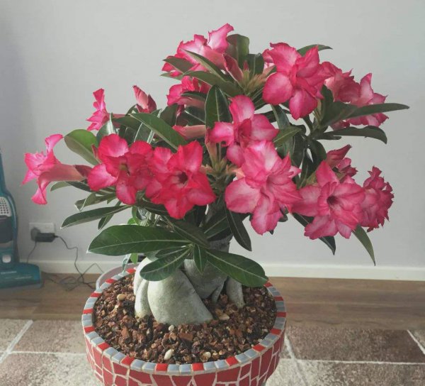 新手养什么花好