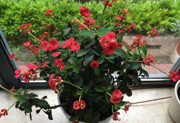 新手养什么花好