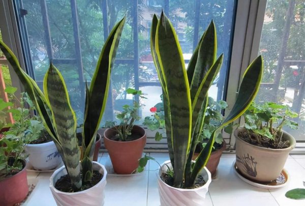 新手养什么花好