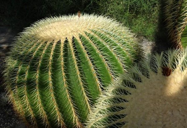 沙漠里有哪些植物