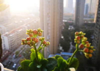 长寿花哪个品种好看 盘点8款高颜值长寿花