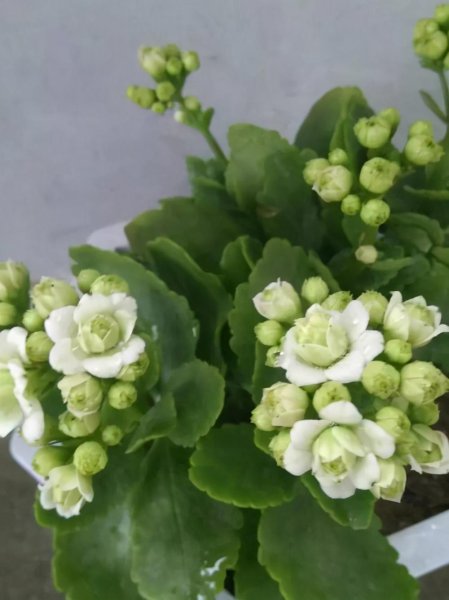 长寿花哪个品种好看