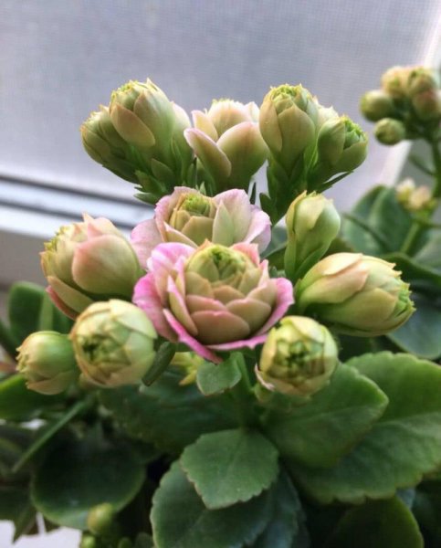 长寿花哪个品种好看