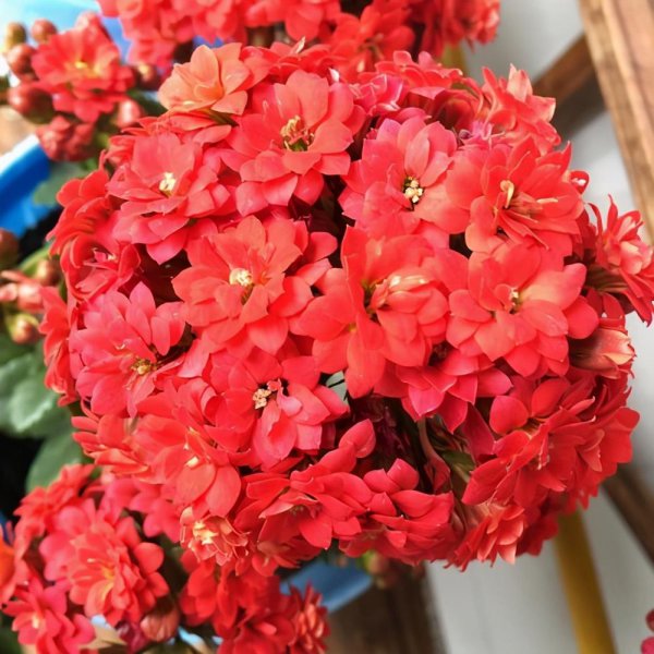 长寿花哪个品种好看