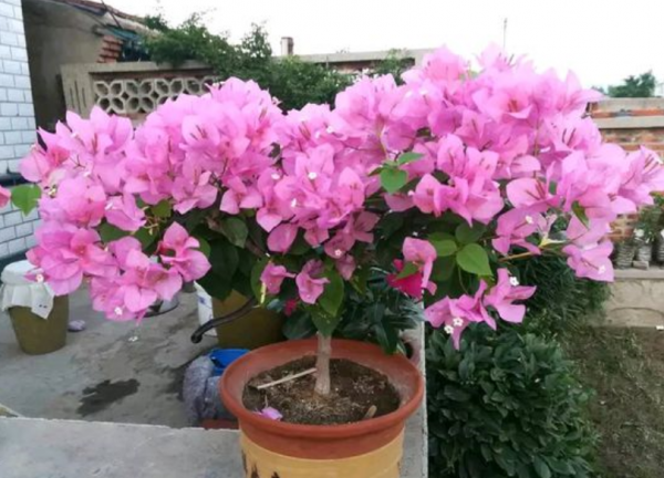 三角梅怎样修剪开花多