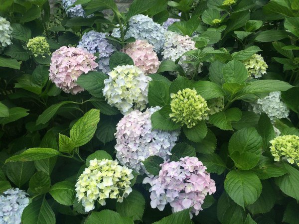 什么花比较漂亮