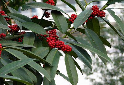 北美冬青是什么植物 国家重点?；ぶ参锝樯?/></i><h2>北美冬青是什么植物 国家重点?；ぶ参锝樯?/h2><p>今日小经验分享：北美冬青是什么植物和国家重点保护植物介绍的绿植花卉种植内容，很不错的经验小知识，建议收藏哦！冬青（拉丁学名：Ilex chinensis</p></a></li>
          </ul>
        </div>
      </div>
    </div>
    <div   id=