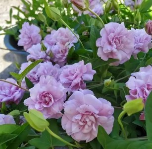 栀子花和茉莉花哪个好养活 室内最香的花排名
