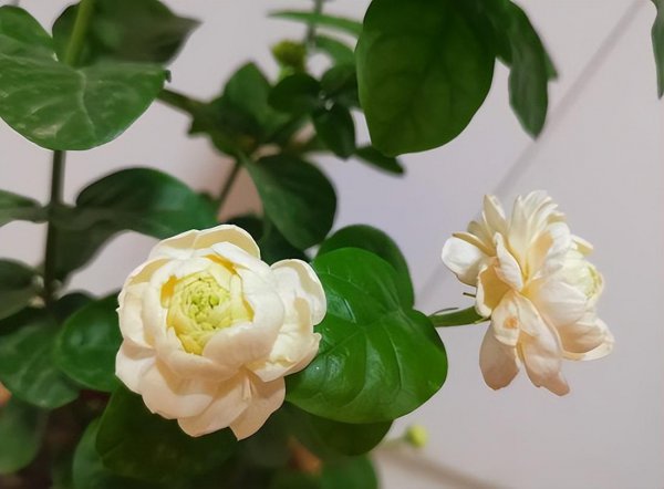 栀子花和茉莉花哪个好养活