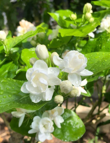 栀子花和茉莉花哪个好养活