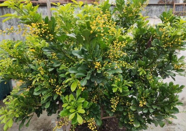 栀子花和茉莉花哪个好养活