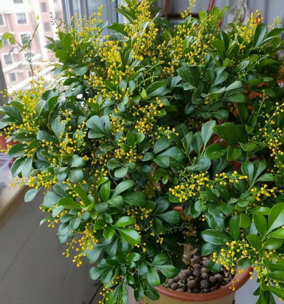 栀子花和茉莉花哪个好养活