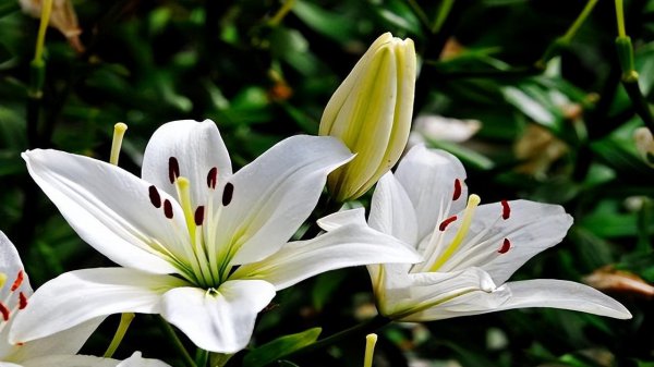 栀子花和茉莉花哪个好养活