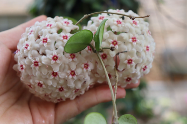 栀子花和茉莉花哪个好养活