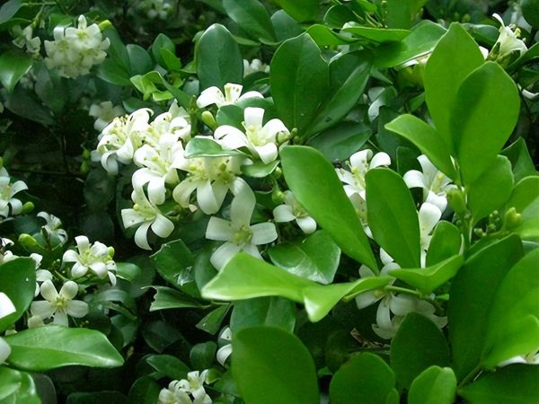 栀子花和茉莉花哪个好养活