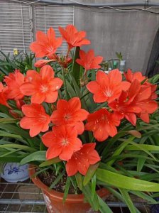 紫根兰一年开几次花正常 值得入手的球根类花卉推荐